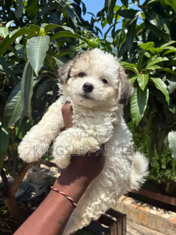 Purebred Female Poodle Puppy (1-3 Months) - 1