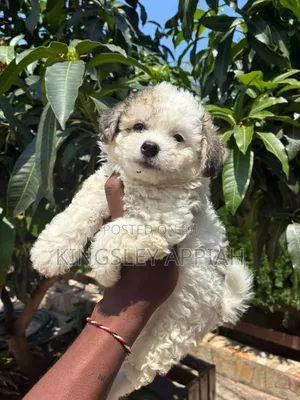 Purebred Female Poodle Puppy (1-3 Months)