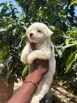 Purebred Female Poodle Puppy (1-3 Months) - 2