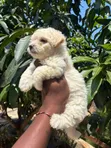 Purebred Female Poodle Puppy (1-3 Months) - 3