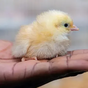 Day Old Sasso Chicks Available