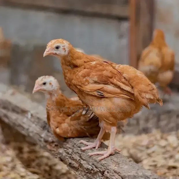 Day Old Sasso Chicks - 1
