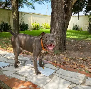 1+ Year Male Purebred American Pit Bull Terrier