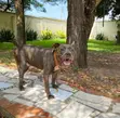 1+ Year Male Purebred American Pit Bull Terrier - 1