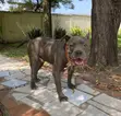 1+ Year Male Purebred American Pit Bull Terrier - 2