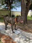 1+ Year Male Purebred American Pit Bull Terrier - 3