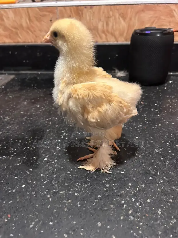 3-4 Weeks Old Brahma Chicks - 1