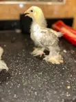 3-4 Weeks Old Brahma Chicks - 2