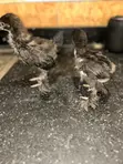 3-4 Weeks Old Brahma Chicks - 3
