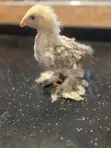 3-4 Weeks Old Brahma Chicks - 4