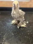 3-4 Weeks Old Brahma Chicks - 5