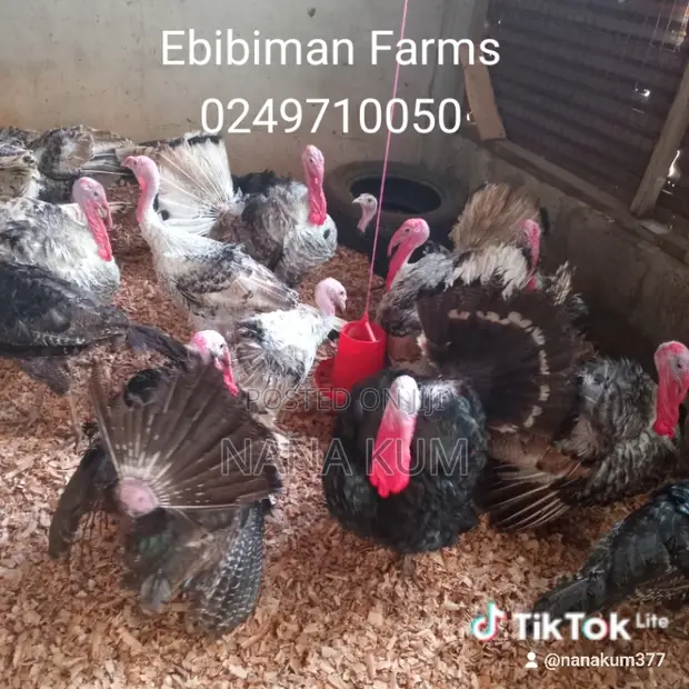 Turkeys for Sale - Hybrid and Local - 1