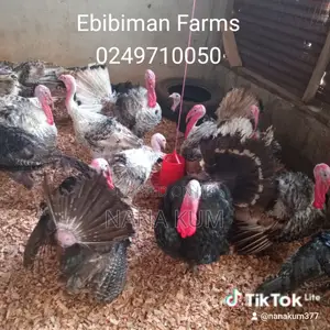 Turkeys for Sale - Hybrid and Local