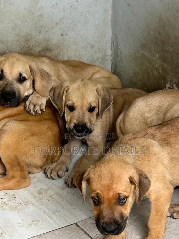 Purebred Boerboel Puppies - Male, 1-3 Months - 1
