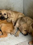 Purebred Boerboel Puppies - Male, 1-3 Months - 2