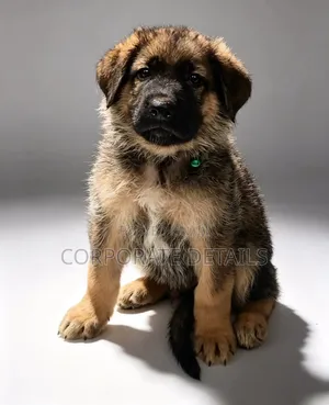 Purebred German Shepherd Puppies (Male, 1-3 Months)