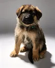 Purebred German Shepherd Puppies (Male, 1-3 Months) - 1
