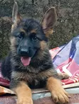 Purebred German Shepherd Puppies (Male, 1-3 Months) - 2