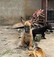 Purebred Belgian Malinois Puppies (1-3 Months) - 1