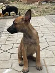 Purebred Belgian Malinois Puppies (1-3 Months) - 2