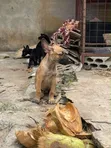 Purebred Belgian Malinois Puppies (1-3 Months) - 3