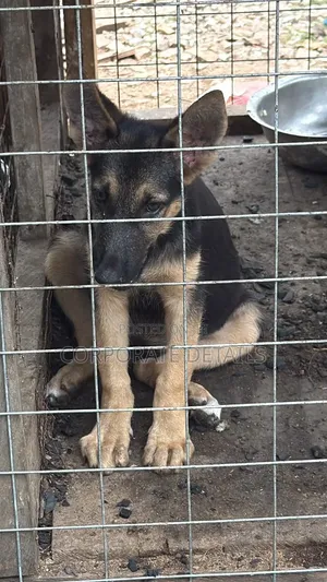 Female Purebred German Shepherd Puppies (1-3 Months)