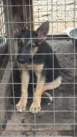 Female Purebred German Shepherd Puppies (1-3 Months) - 2