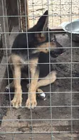 Female Purebred German Shepherd Puppies (1-3 Months) - 3