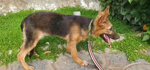 Purebred German Shepherd Puppy (1-3 Months)