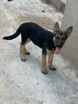 Purebred German Shepherd Puppy (1-3 Months) - 2