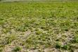 Noble Estate Residential Land for Sale, Prampram - 2