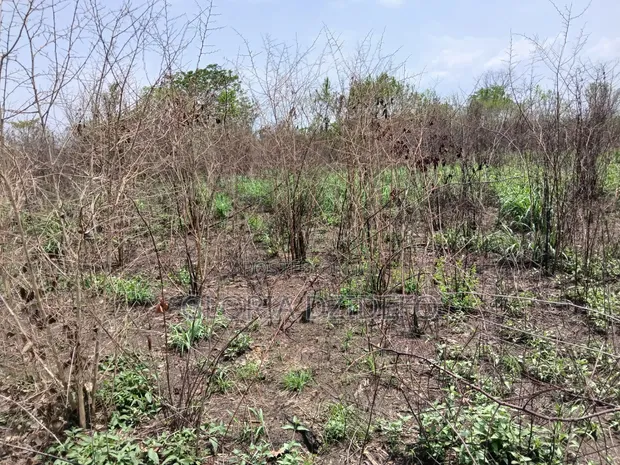 Fertile Land for Sale - Ho Municipal - 1