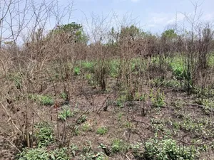 Fertile Land for Sale - Ho Municipal