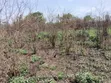 Fertile Land for Sale - Ho Municipal - 1