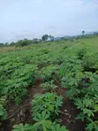 Fertile Land for Sale - Ho Municipal - 2