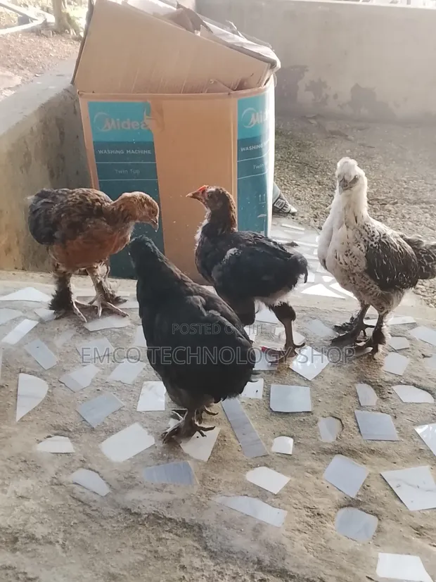 Brahma Cochin Chicks - 1