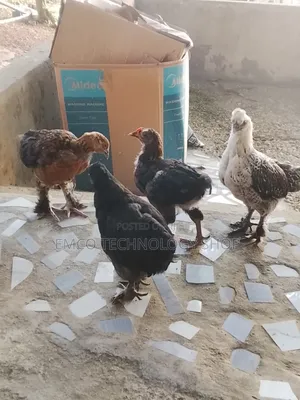 Brahma Cochin Chicks