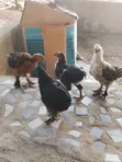 Brahma Cochin Chicks - 1