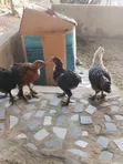 Brahma Cochin Chicks - 2