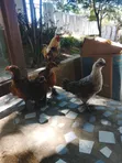 Brahma Cochin Chicks - 3