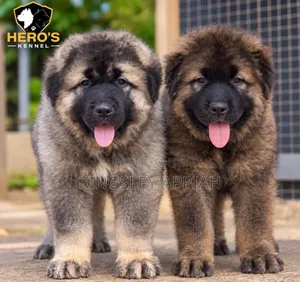 Purebred Caucasian Shepherd Puppies - 1-3 Months Old