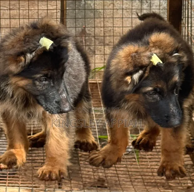 Purebred German Shepherd Puppy - Male, 1-3 Months - 1
