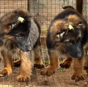 Purebred German Shepherd Puppy - Male, 1-3 Months