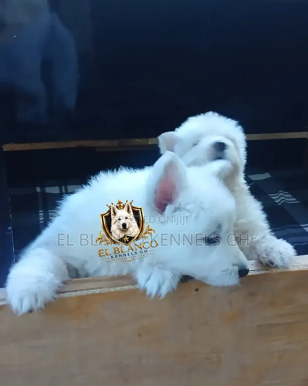 1-3 Month Female Purebred White Shepherd Puppy - 1