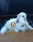 1-3 Month Female Purebred White Shepherd Puppy - 1