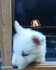1-3 Month Female Purebred White Shepherd Puppy - 2