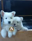 1-3 Month Female Purebred White Shepherd Puppy - 3