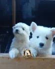 1-3 Month Female Purebred White Shepherd Puppy - 4