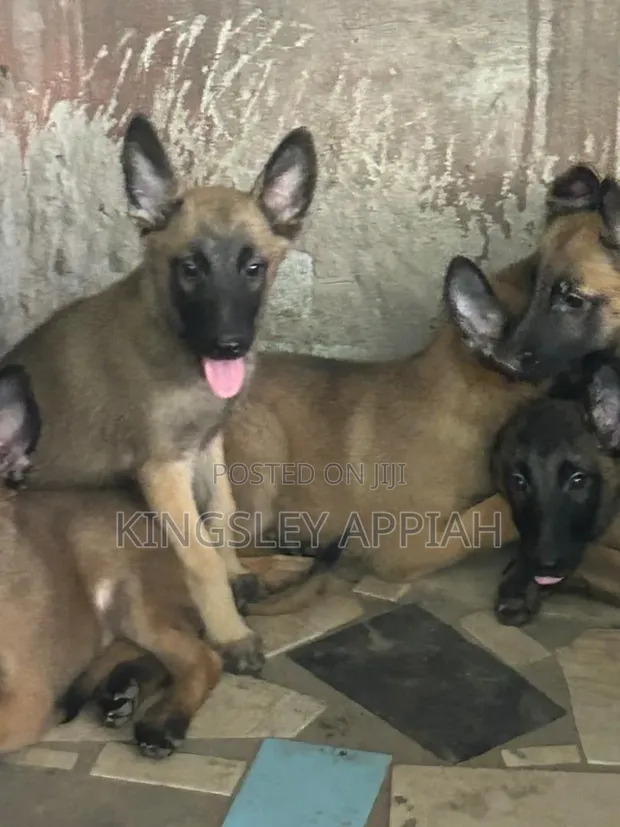 Purebred Belgian Malinois Puppies (1-3 Months Old) - 1