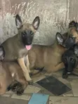 Purebred Belgian Malinois Puppies (1-3 Months Old) - 1
